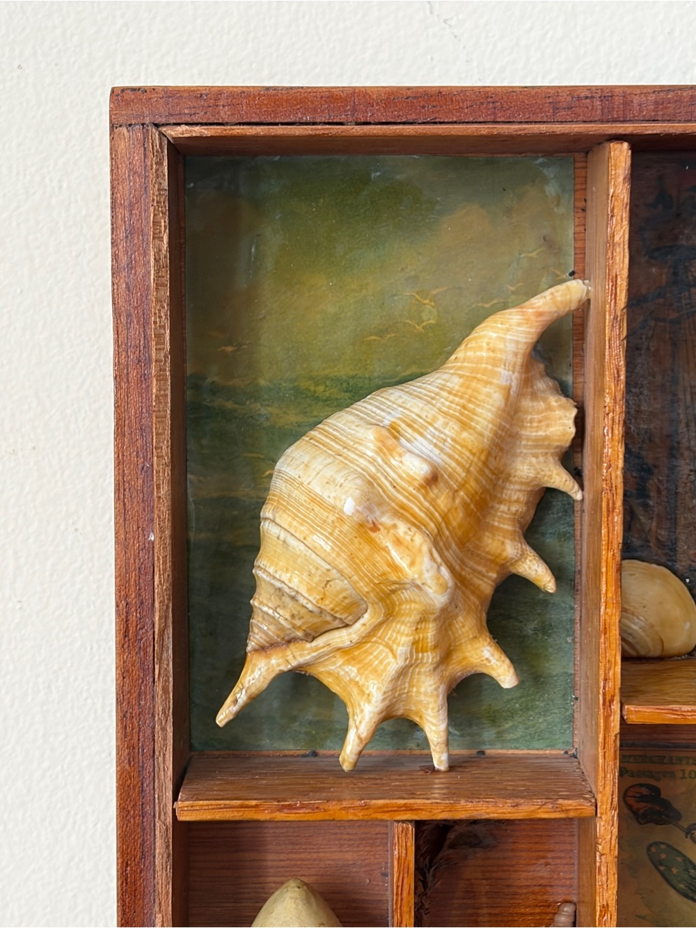 Vintage Wood Curio 3D Seashell Art Nautical Wall Decor Antique Beach House - Picture 4 of 12